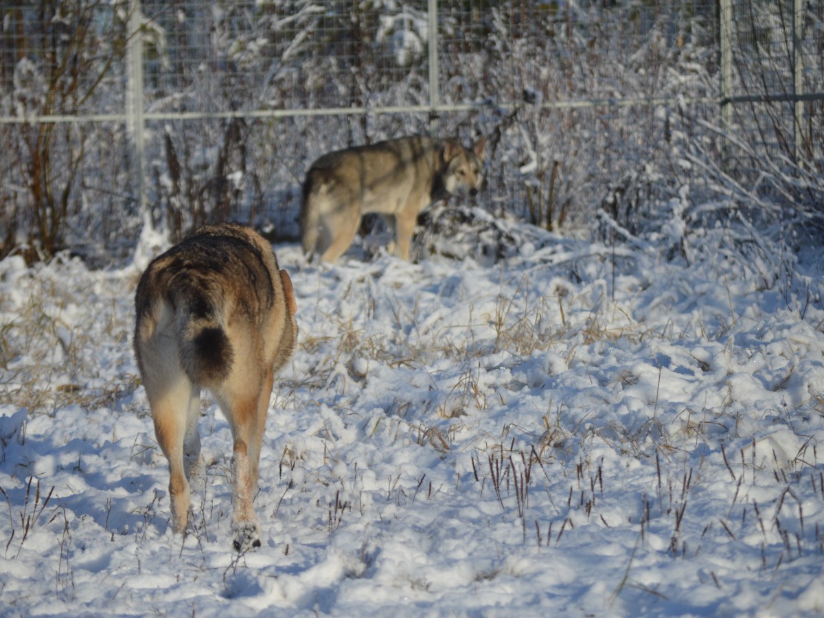 Epävarma koira – vieraat&nbsp;koirat