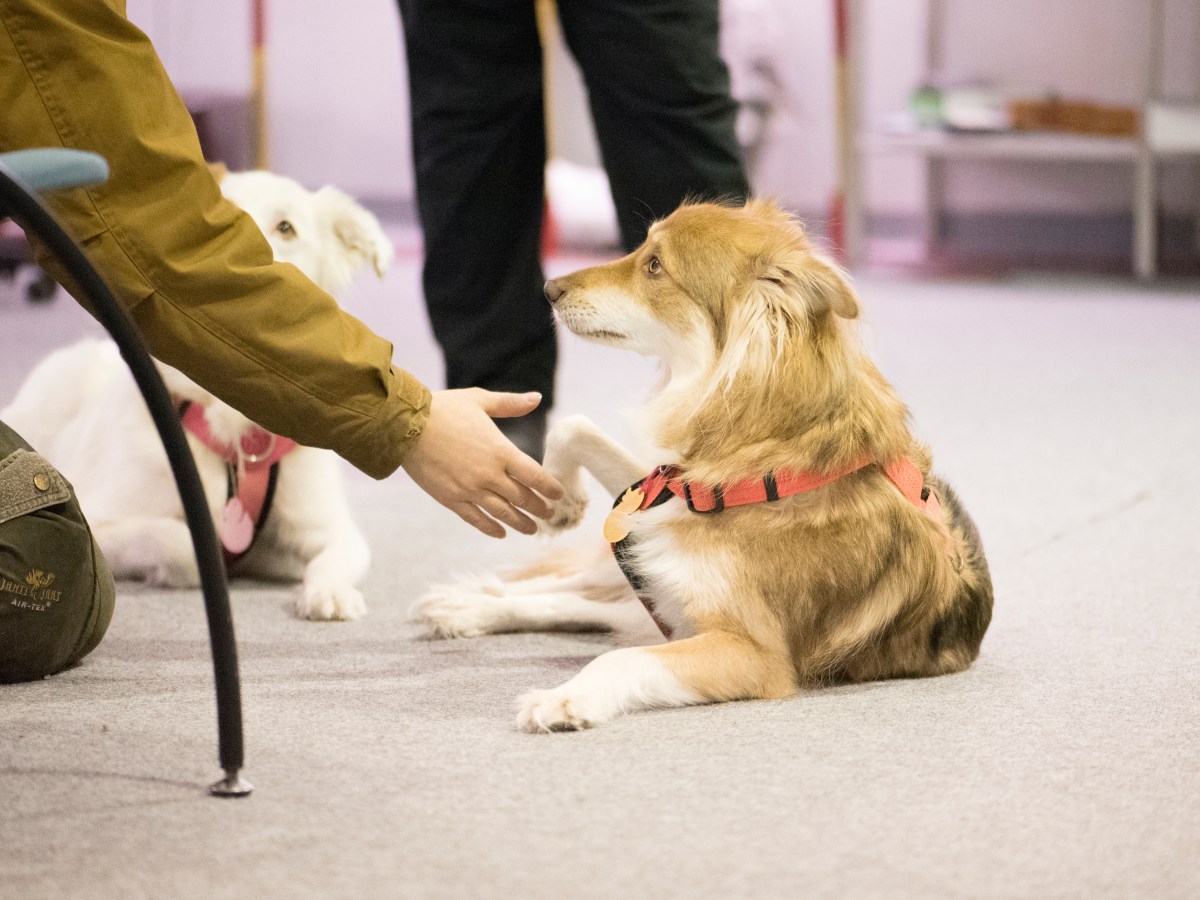 Epävarma koira – ihmisten&nbsp;kohtaaminen