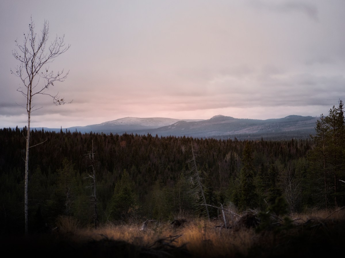 Monimuoto-opetus ja etäohjaus