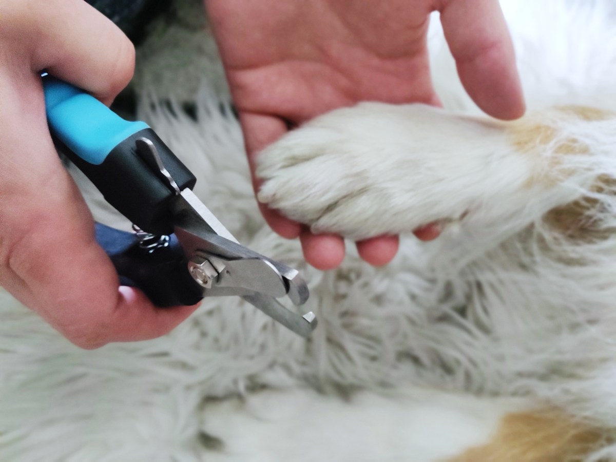 Koiran totuttaminen käsittelyyn