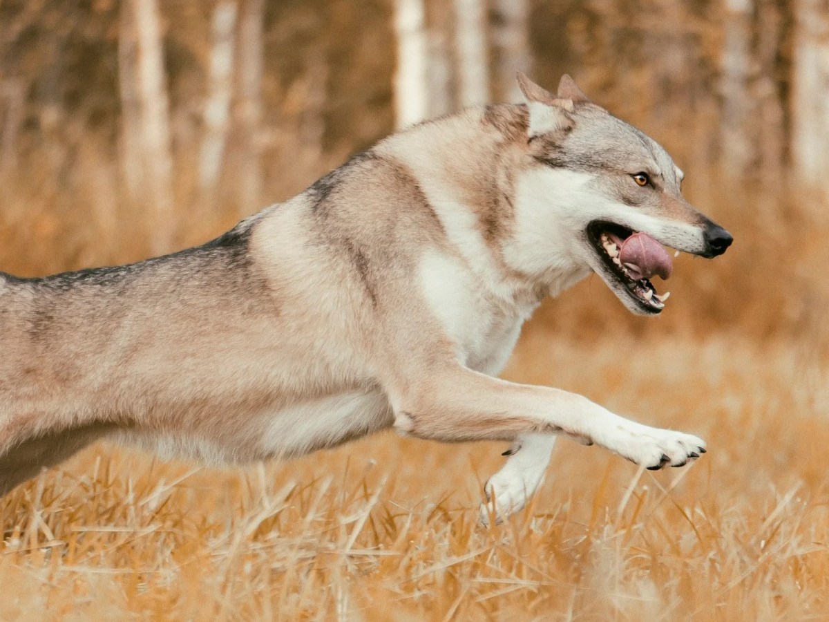 Koiraeläimen dominanssi ja&nbsp;hierarkia