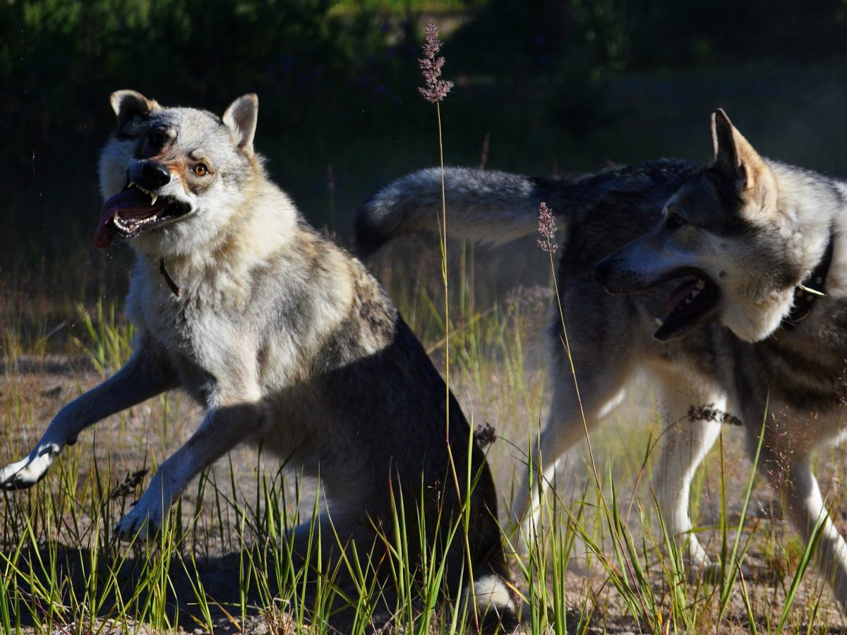 Ohituskoulutuksen perusteet