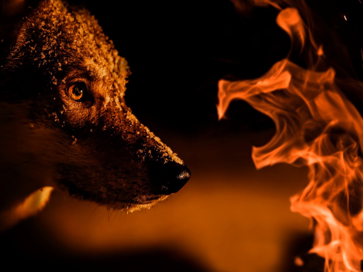 Hukasta hurtaksi – miten suden perimä näkyy&nbsp;nykykoirissa